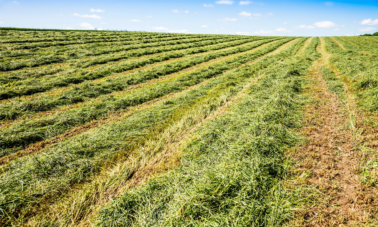 Rows of cut hay in a field ready for bailing.