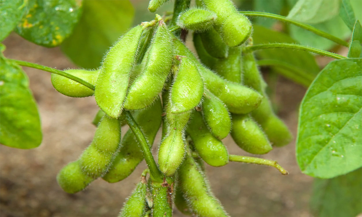 Edamame growing in a garden.