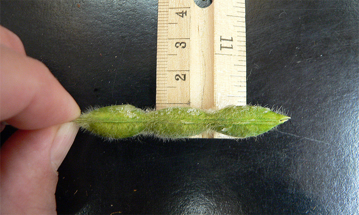 Edamame seed pod being measured by a ruler.