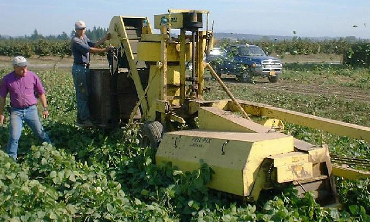 Edamame being harvested mechanically in a field.