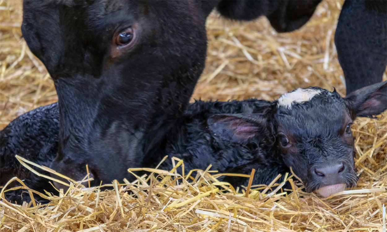 Dairy cow bonding with newborn calf.