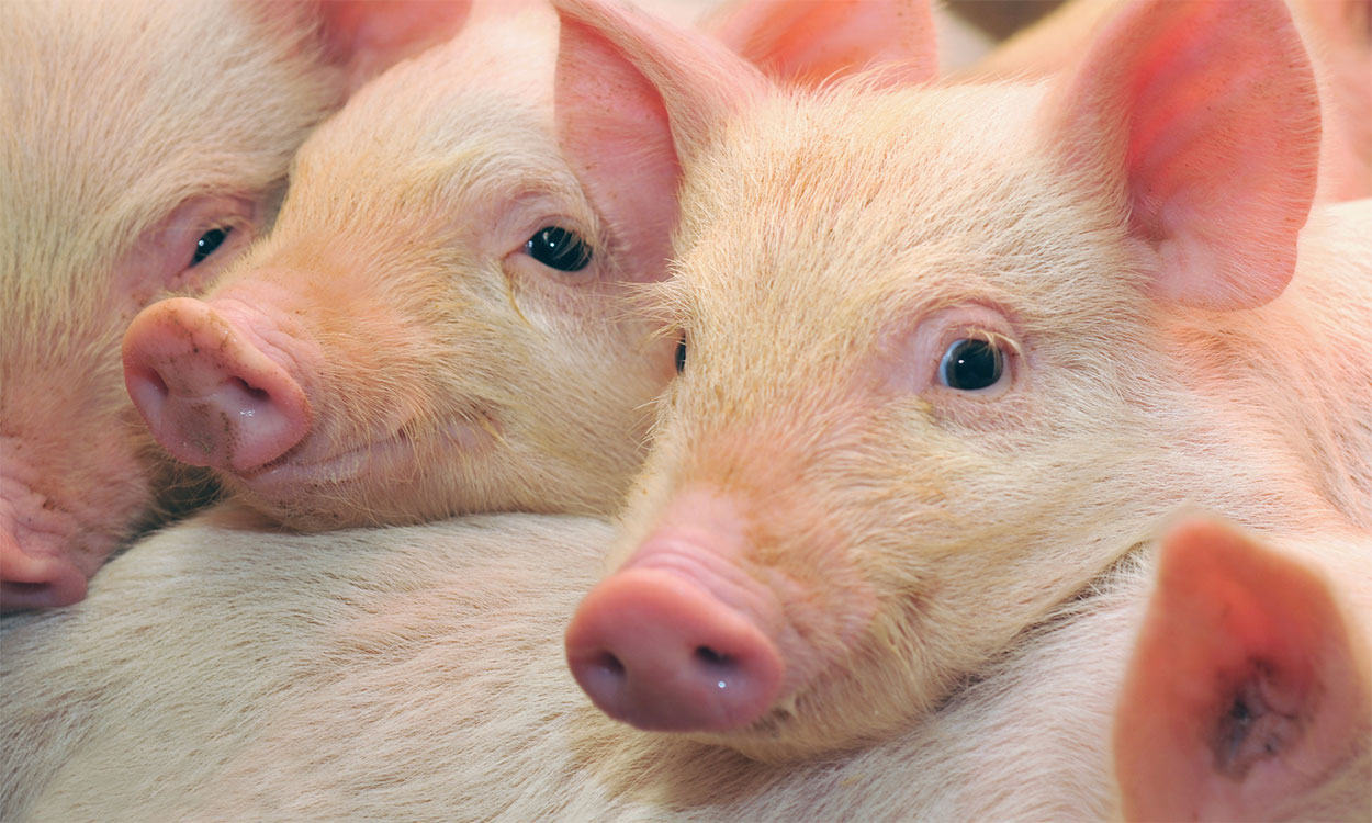 Young pigs snuggling in a pen.