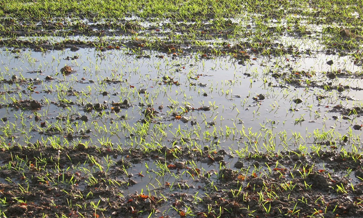Winter wheat emerging in a flooded field.