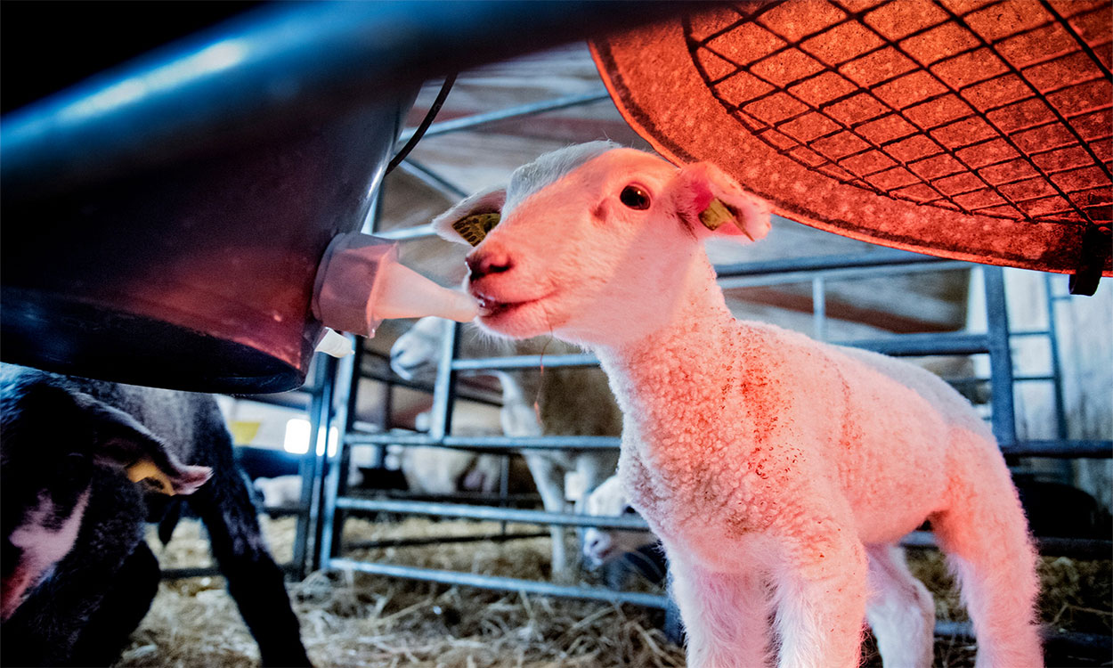 Newborn lamb feeding under a heat lamp.