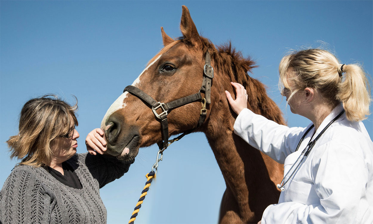 Veterinarian and horse owner inspecting a horse.