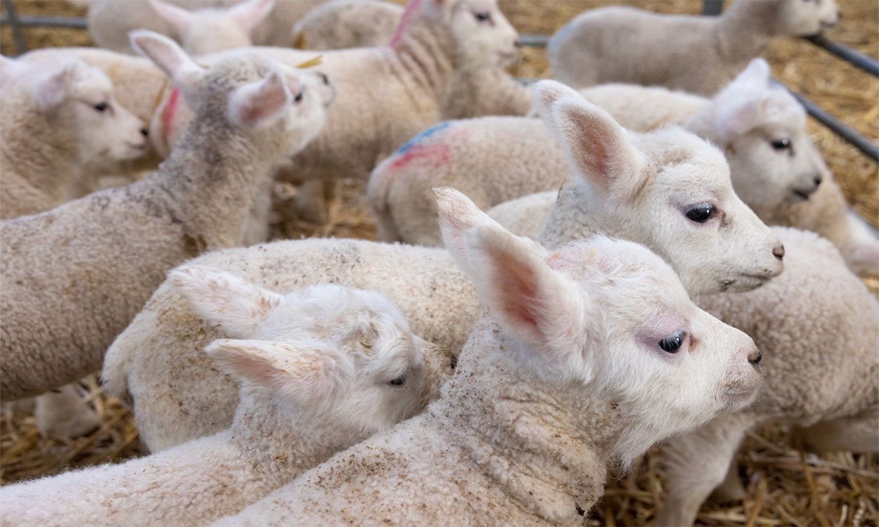 Flock of newborn lambs in a barn.