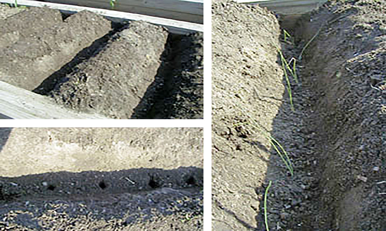 Leeks carefully placed in a dug garden trench.