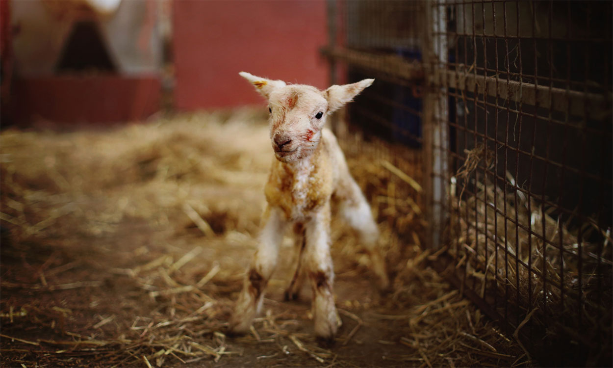 Newborn lamb in lambing barn.