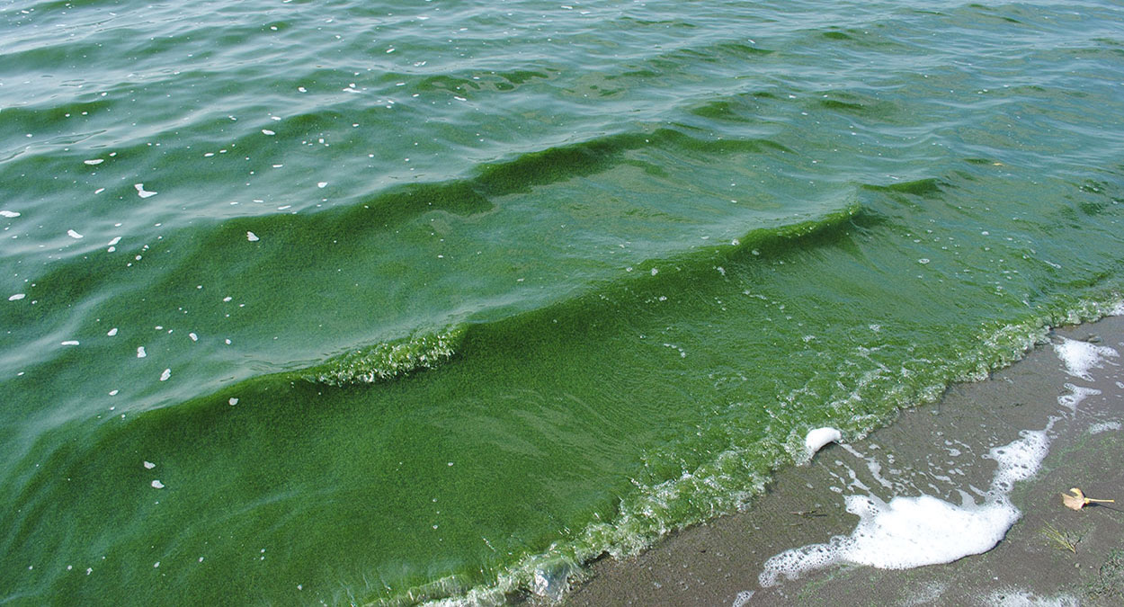 Lake water with abundant blue-green algae throughout.