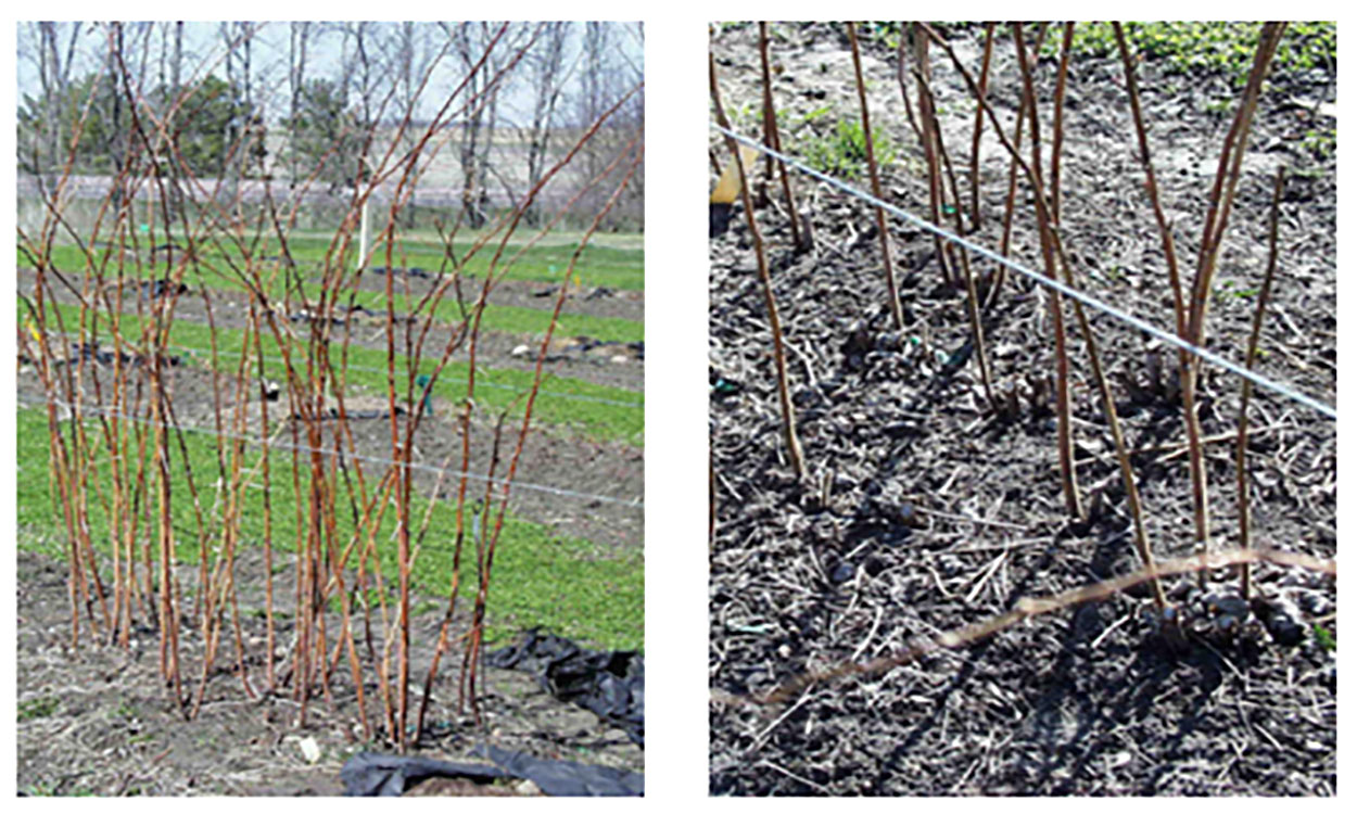 Two summer-fruiting raspberry plantings following the dormant season.