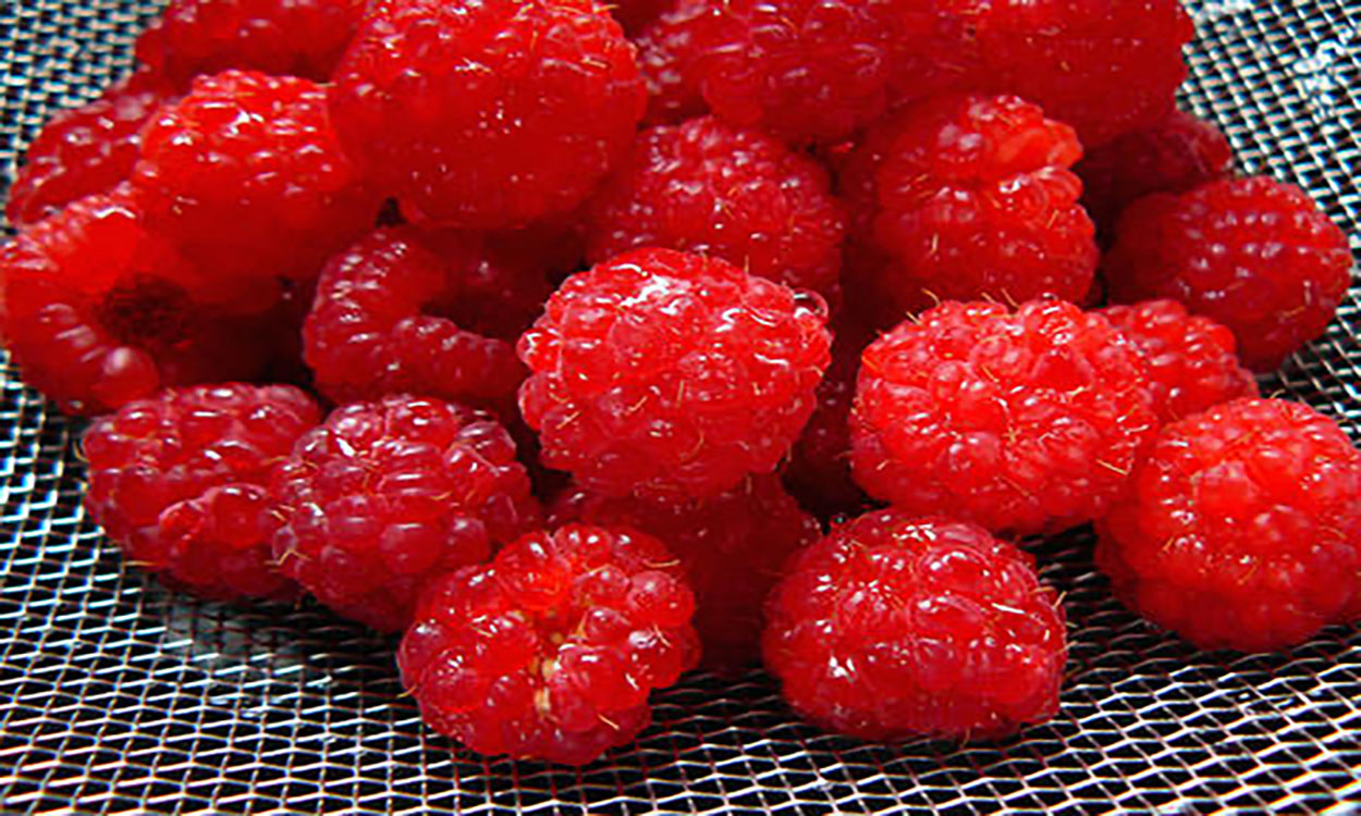 Freshly rinsed raspberries in a wire mesh basket.