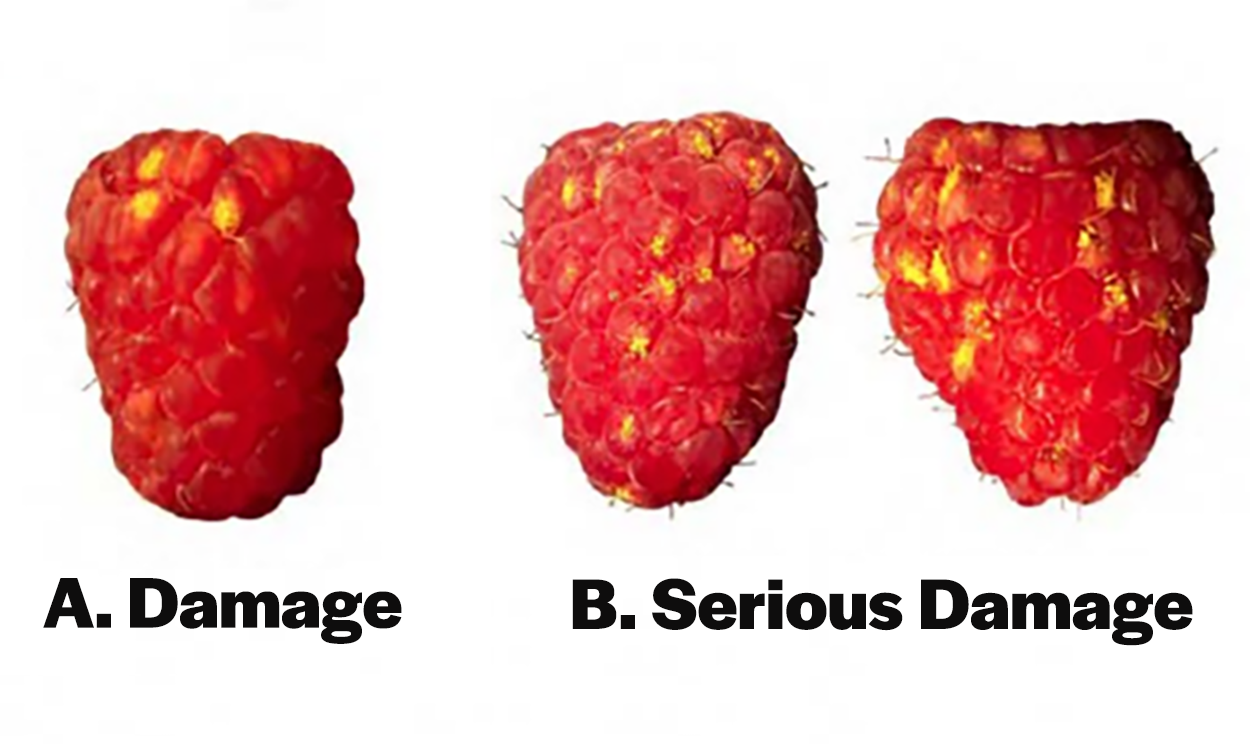 Three raspberries with leaf rust symptoms. Raspberry “A” has four discolored drupelets. Raspberries “B” each have more than 5 infected drupelets.