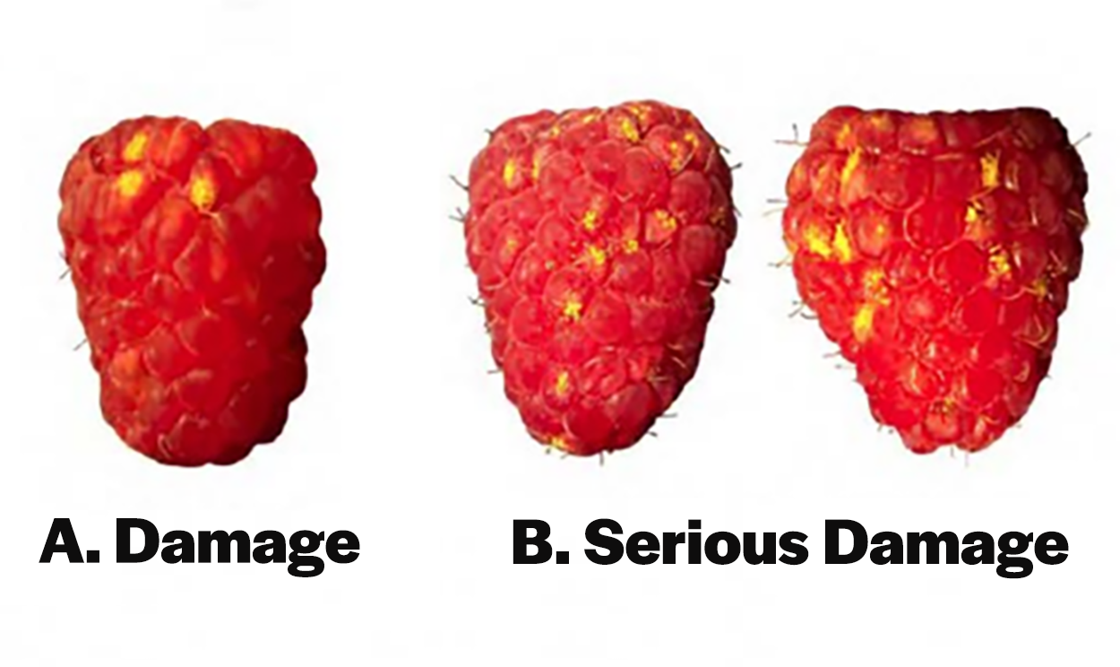 Here with another color comparison post. Left: Ripened Raspberry