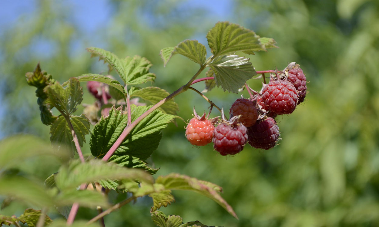 raspberry tree fruit