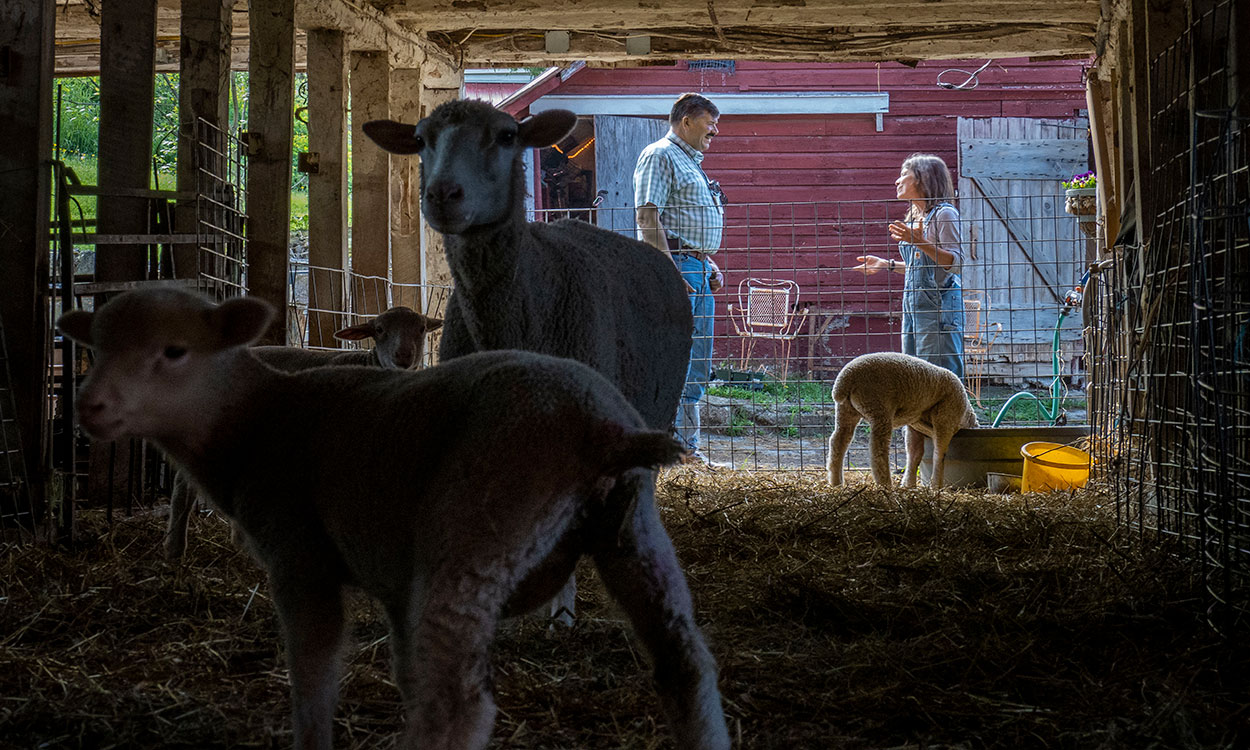 Man negotiating lamb purchase with female producer.