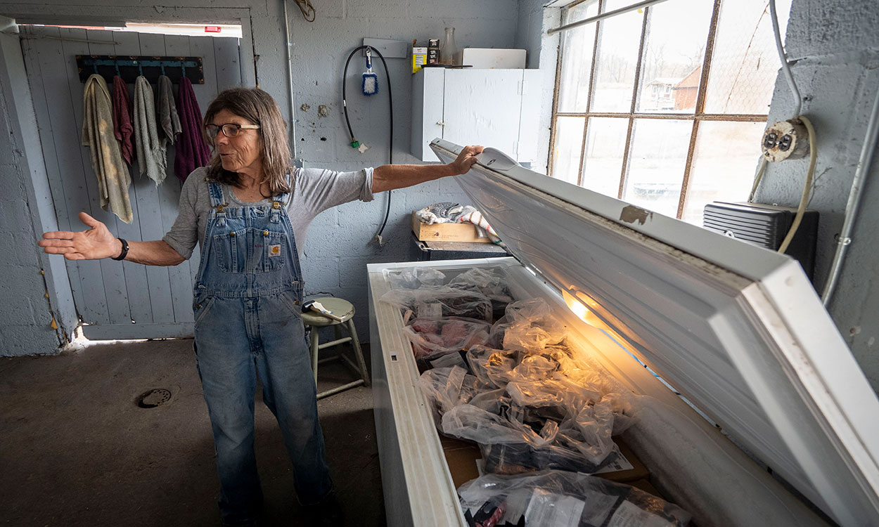 Producer presenting frozen lamb meat products in a deep freezer.