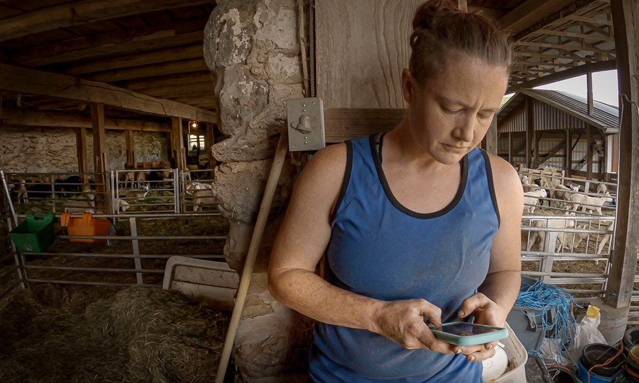 Sheep producer using a smart phone to perform carcass calculations.