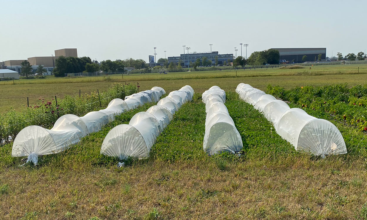 Four rows of broccoli covered by protective row covers.
