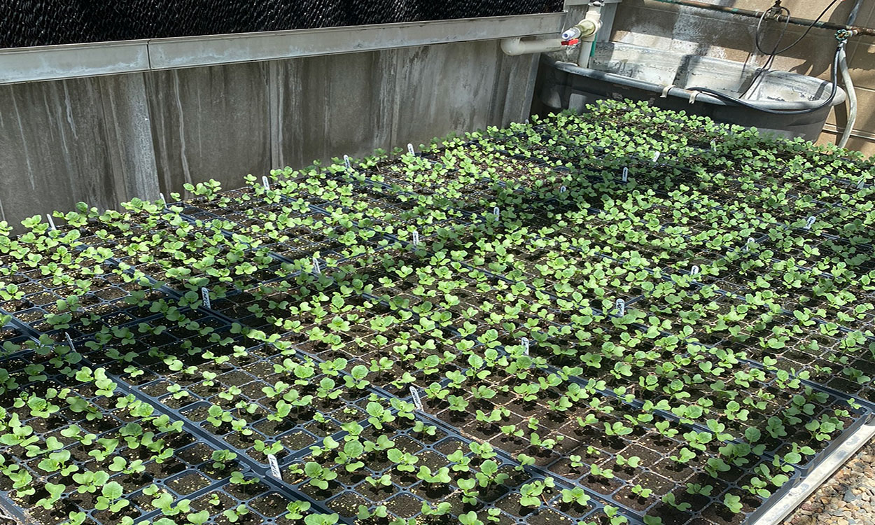 Trays of broccoli seedlings growing in a greenhouse.