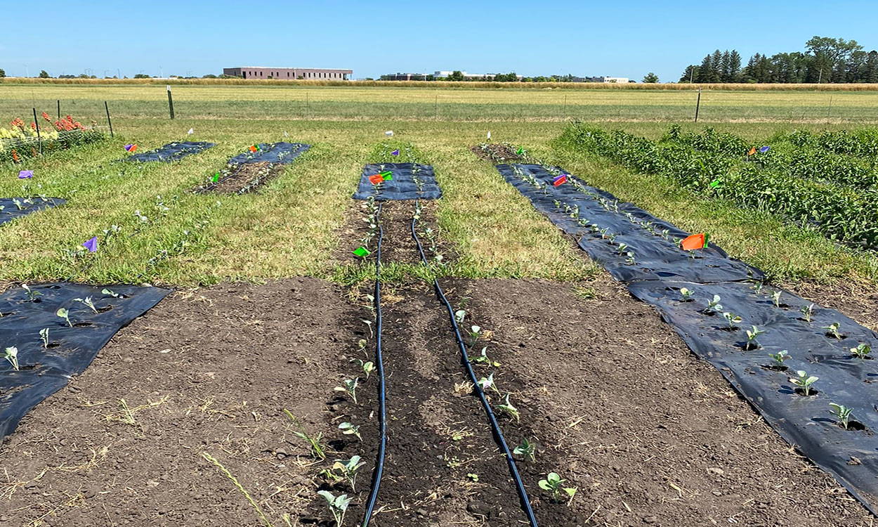 Several rows of broccoli plants with varying planting treatments.