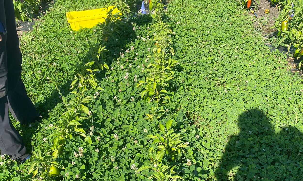 Row of pepper plants growing among a bed of white clovers.