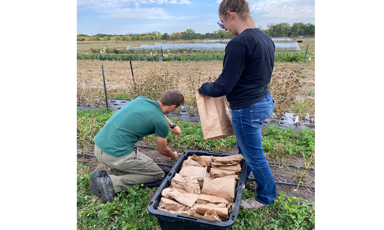 Two SDSU undergraduate students collecting biomass samples in brown, paper bags.