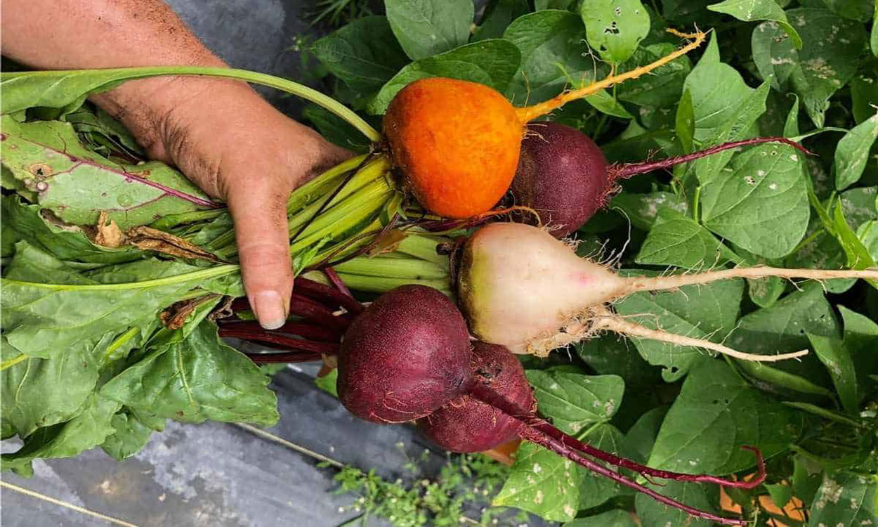 Hand holding a colorful variety of table beets.