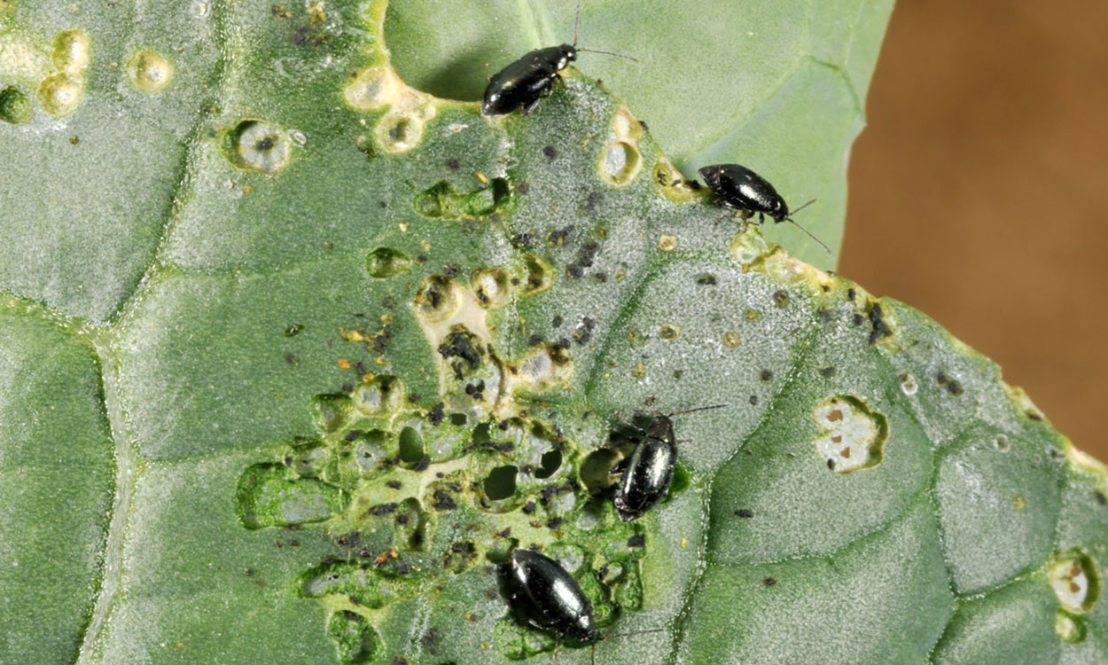 Four black beetles feeding on the leafy portion of a beet plant.