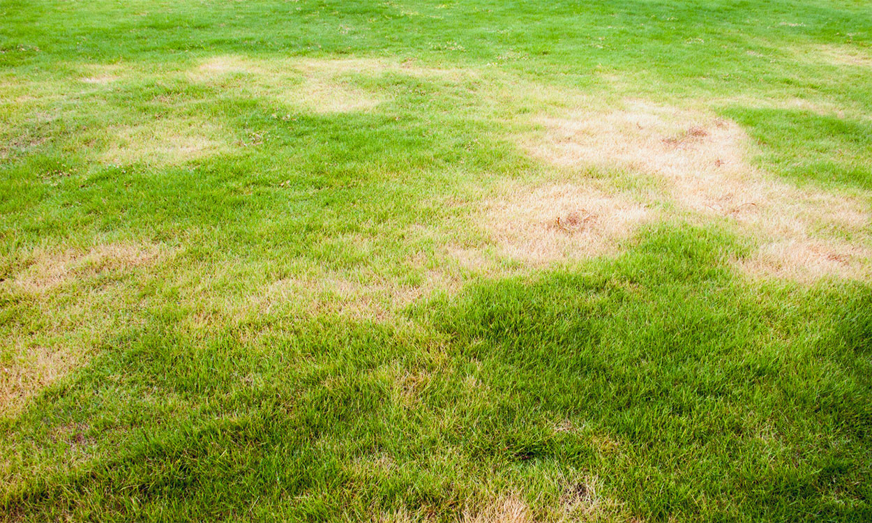 Lawn with yellow patches throughout.