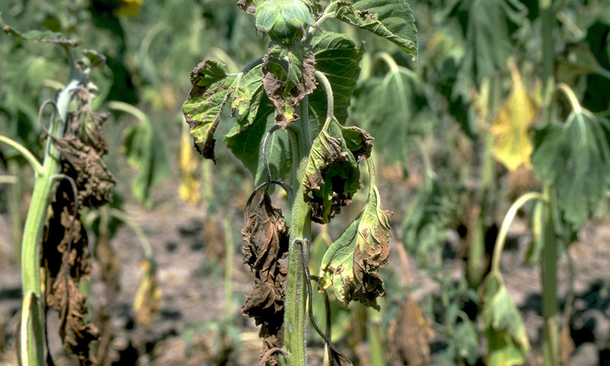 Young plants with Verticillium wilt symptoms.