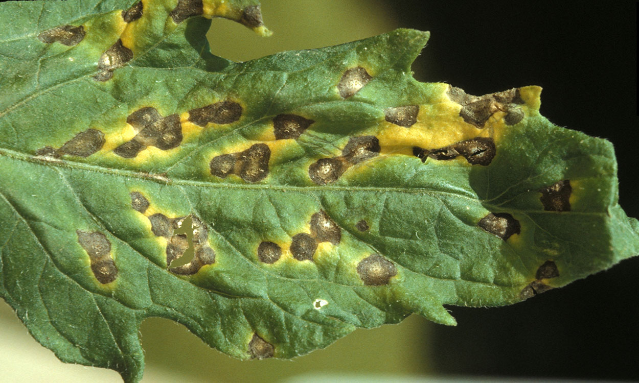 Tomato leaf with Septoria leaf spot symptoms.