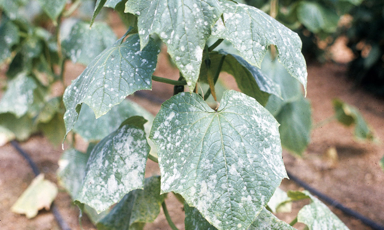 Cucumber plants with powdery mildew on leaves.