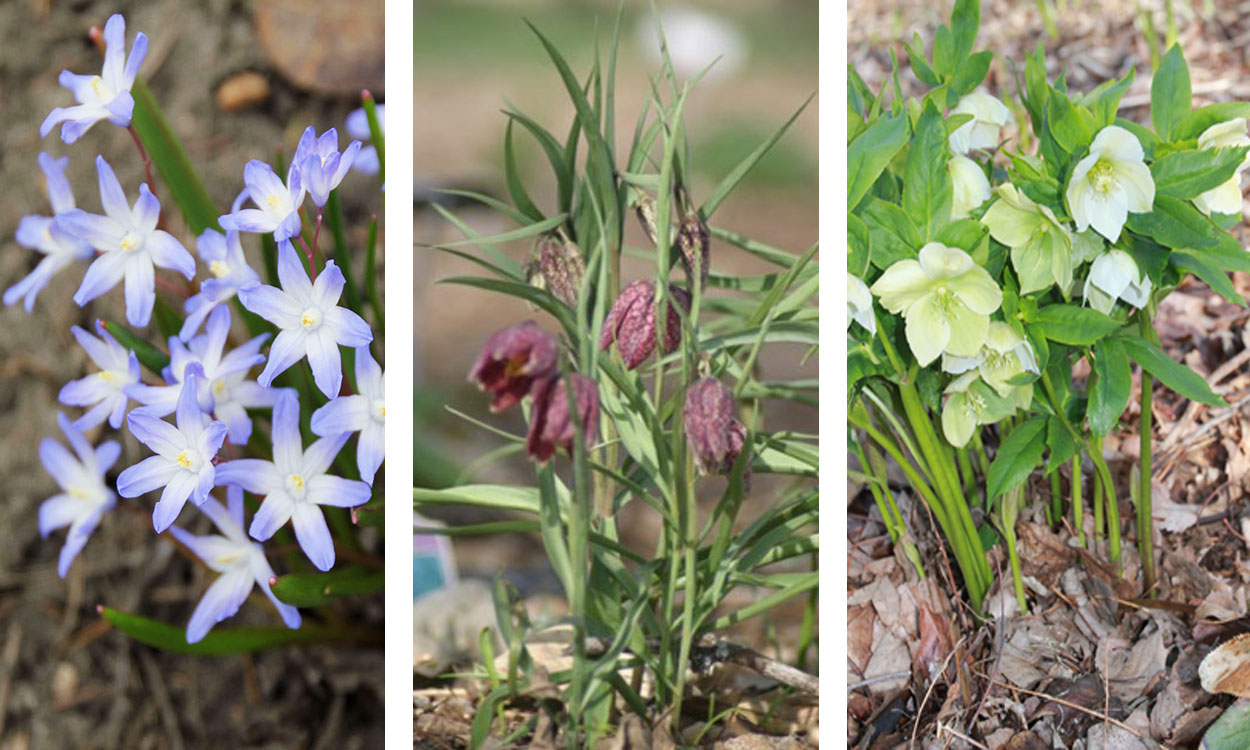 Three early spring blooming flowers: Chionodoxa, Fritillaria, and Helleborus.