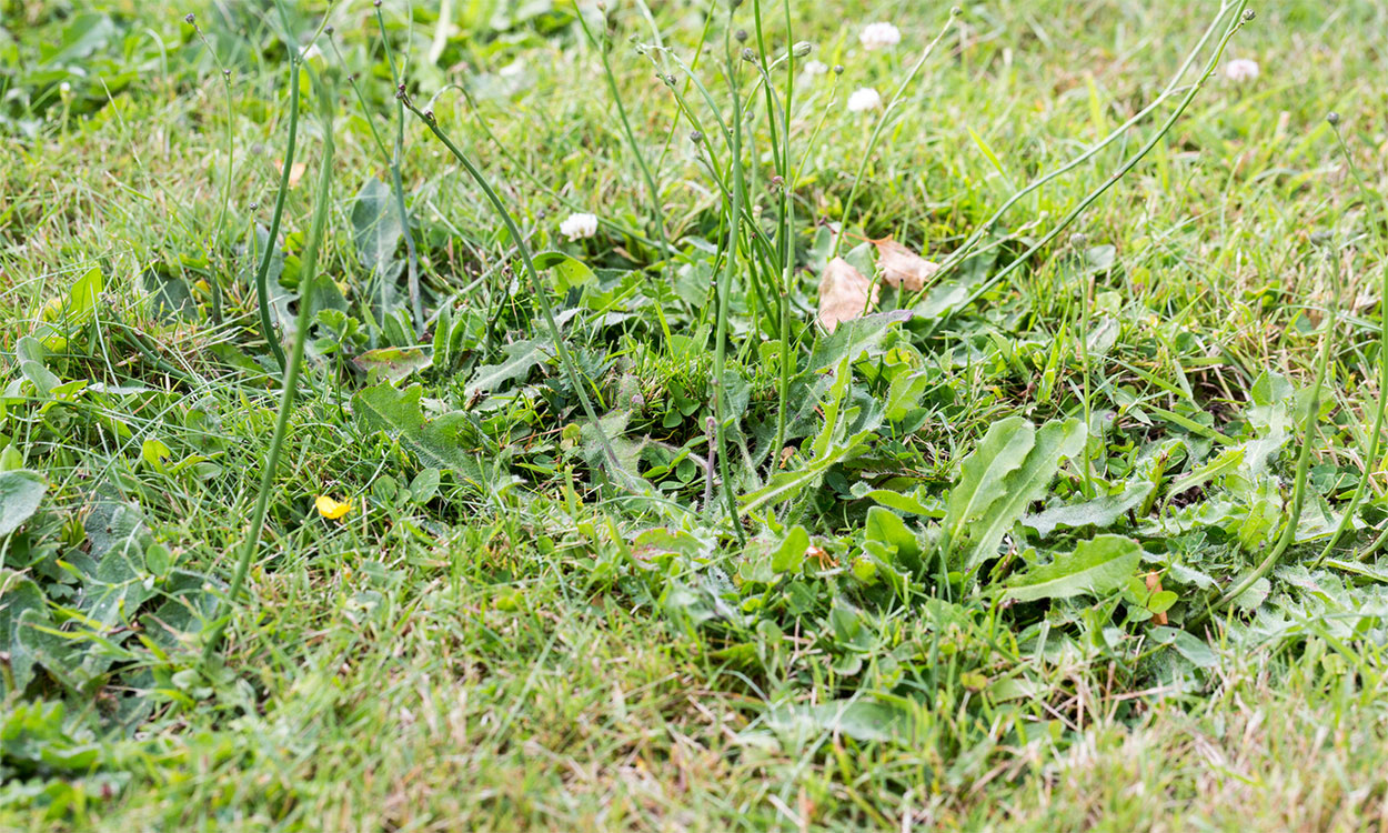 Patch of broadleaf weeds growing in a spring lawn.