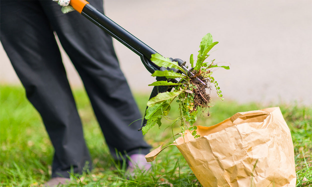 Woman pulling a broadleaf weed from lawn using a prong-tip digger.