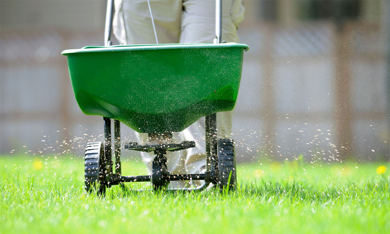 an using a fertilizer spreader to apply weed and feed to spring lawn.