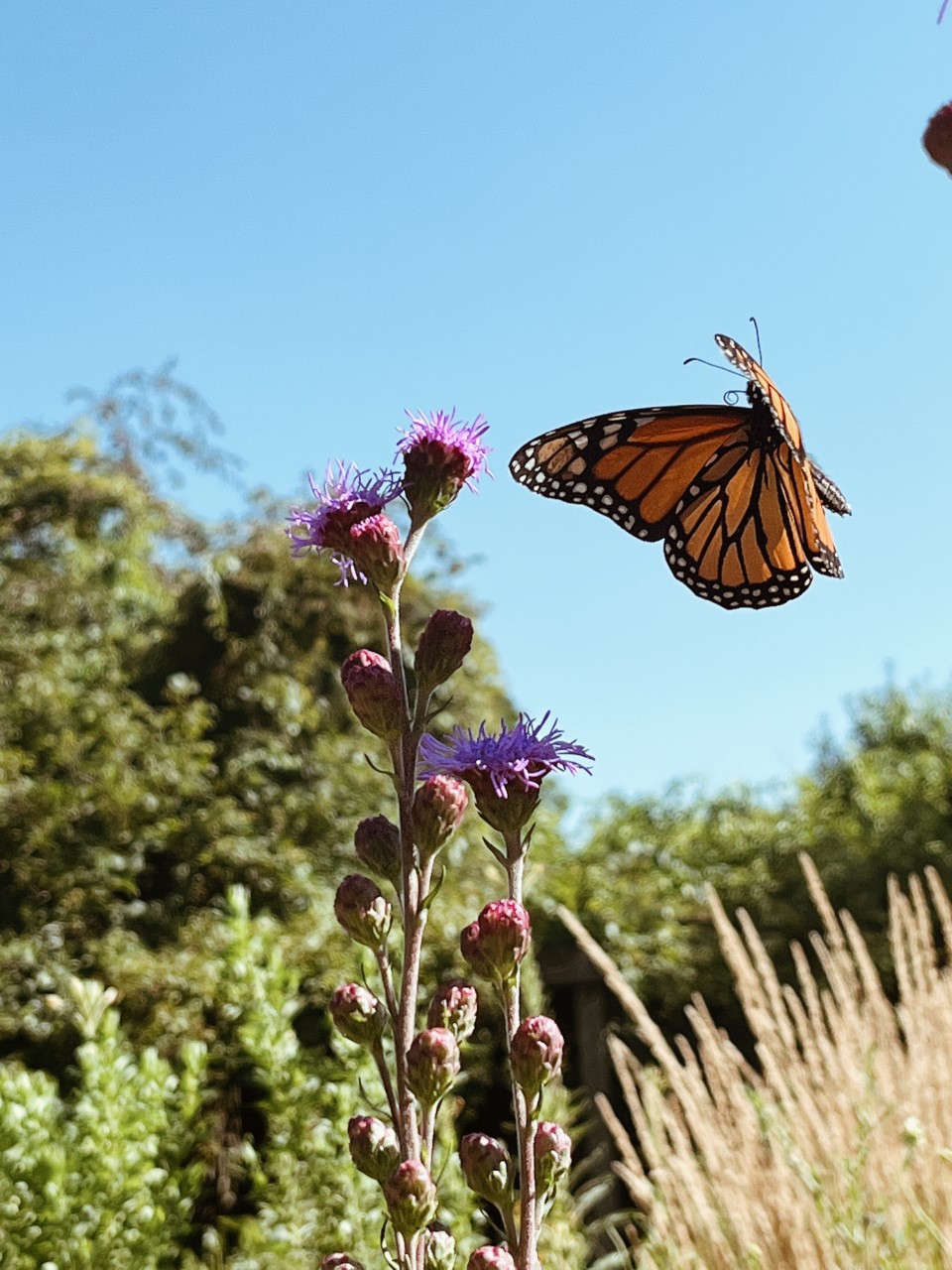 A monarch butterfly alights near a purple flower with trees, grass and a blue sky in the background