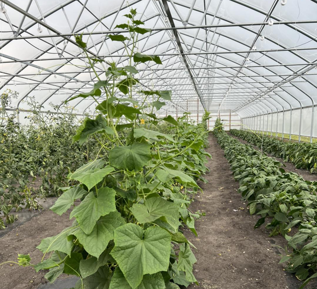 Rows of vegetable plants in a high tunnel