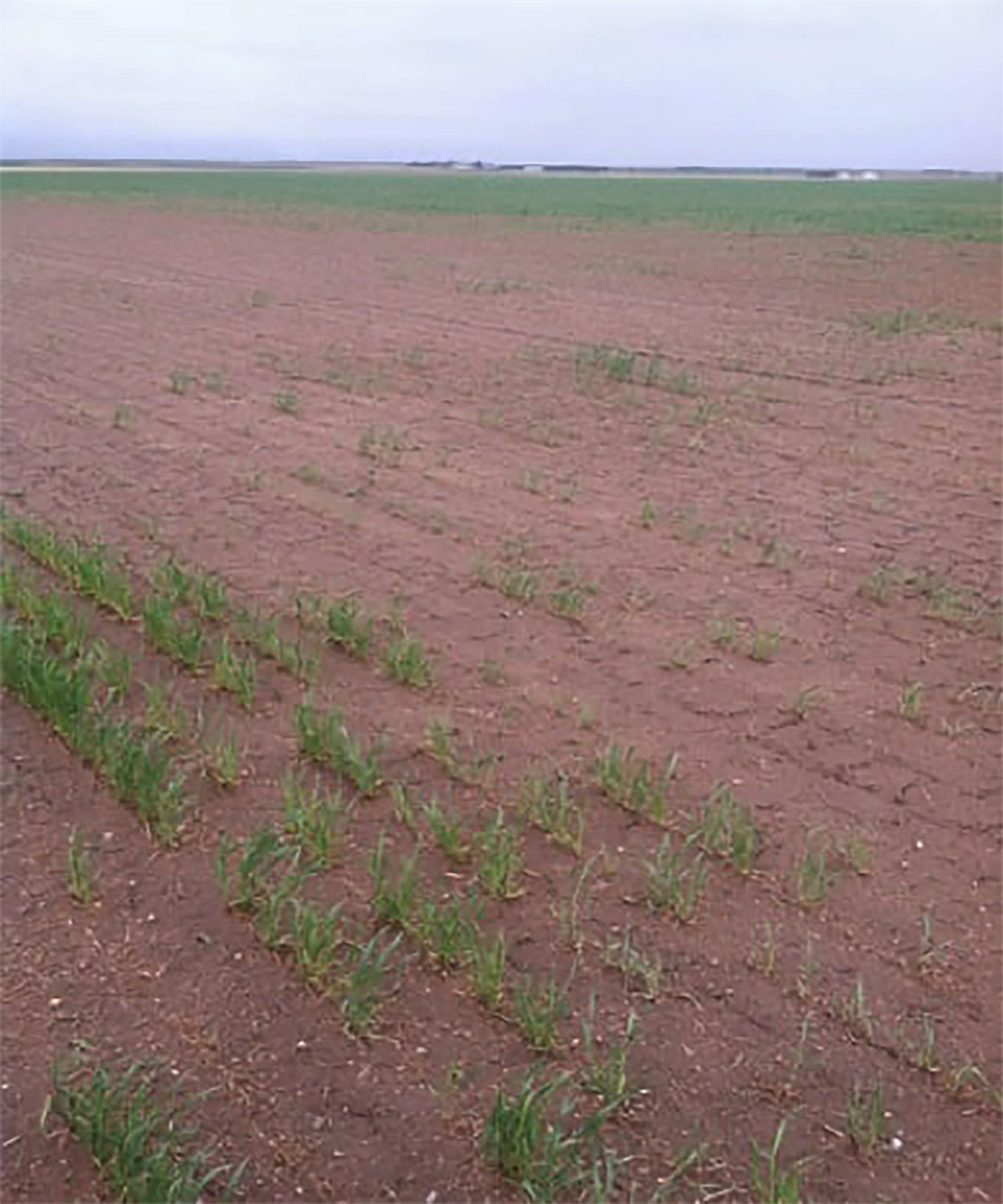 Wheat field with poor stand emergence.