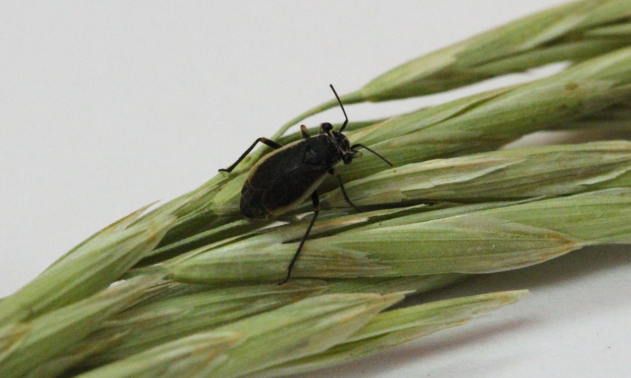 A small black bug with tan margins on its wings resting on a grass seed head.