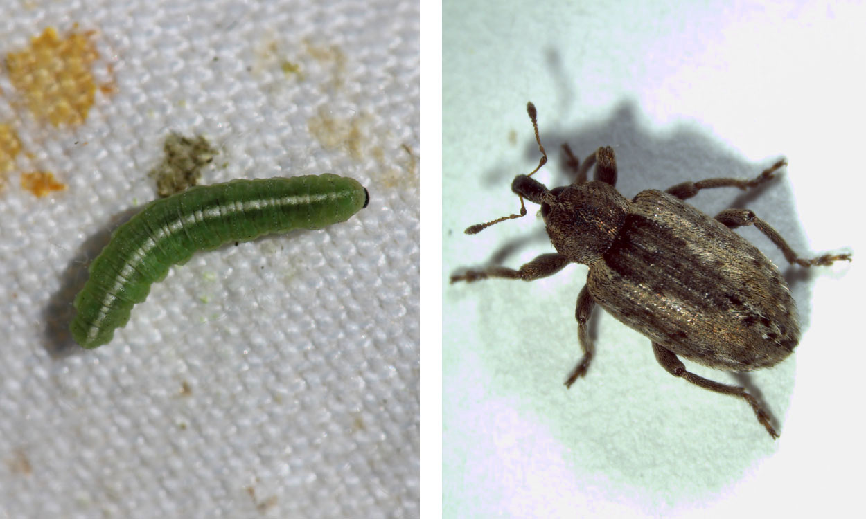 Alfalfa weevil larvae and adult.
