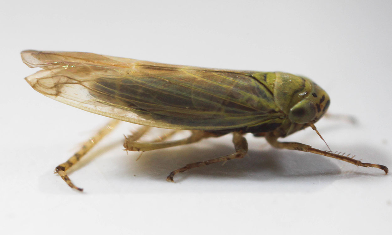 Green leafhopper with clear wings.