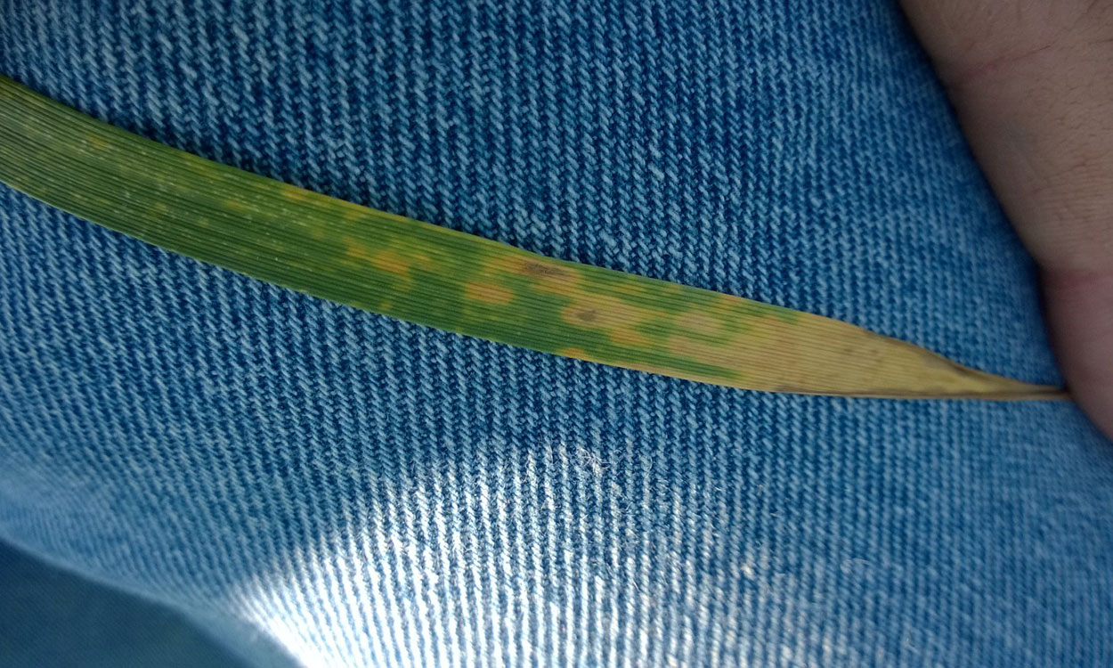 Wheat leaf with aster leafhopper feeding injury.
