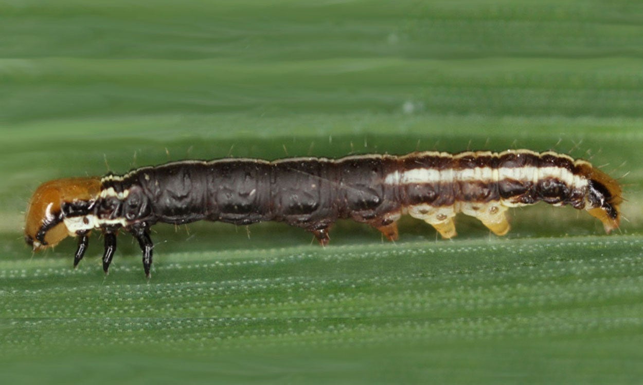 Purple-brown caterpillar with orange head on a green corn leaf.