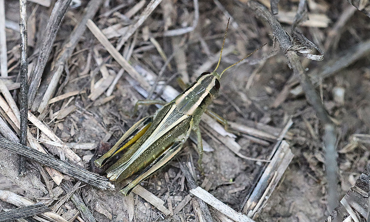 Tan grasshopper with light colored stripes on its back sitting on the soil surface.