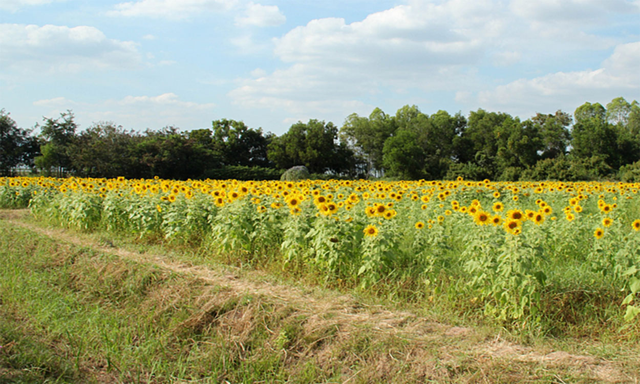 Strawflower, Illinois Extension