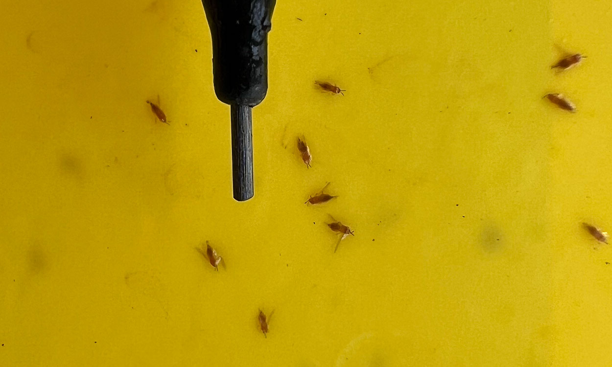 Many small, thin insects on a yellow background with a mechanical pencil tip for scale.