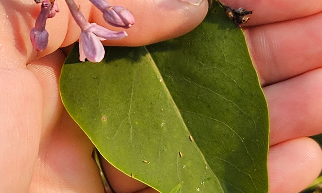 A hand holding a green heart shaped leaf with a few small, thin insects on it.