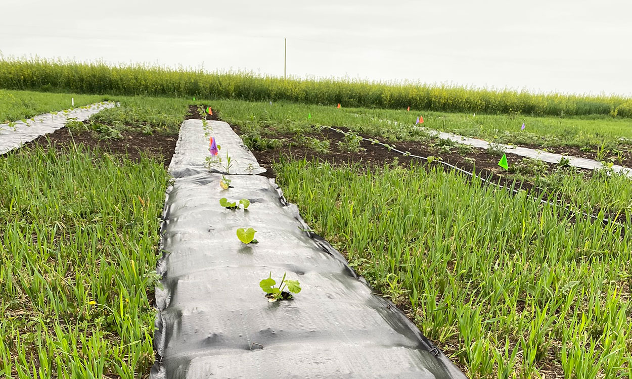 Squash planted in several carefully spaced holes in strip of landscape fabric.