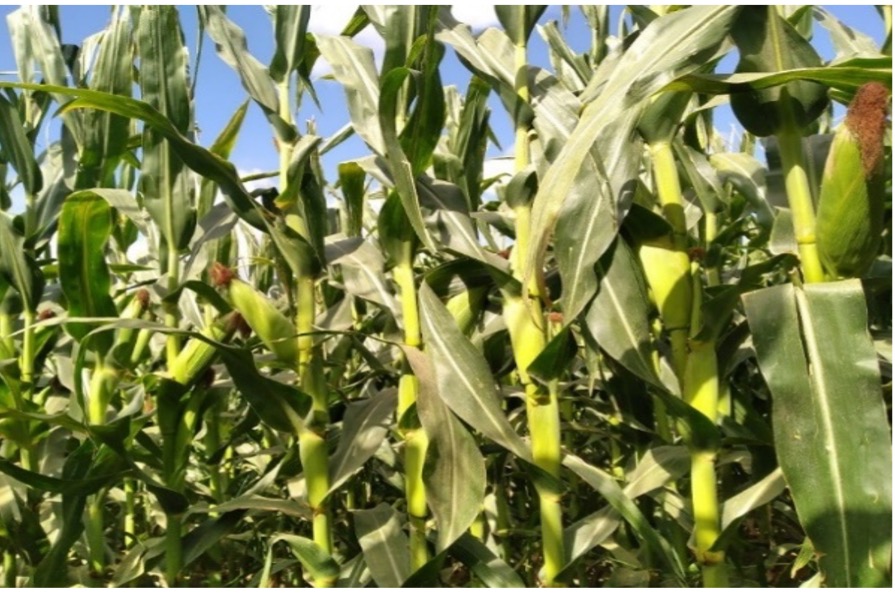 Dark green corn plants without any visual sign of nutrient deficiency symptoms.